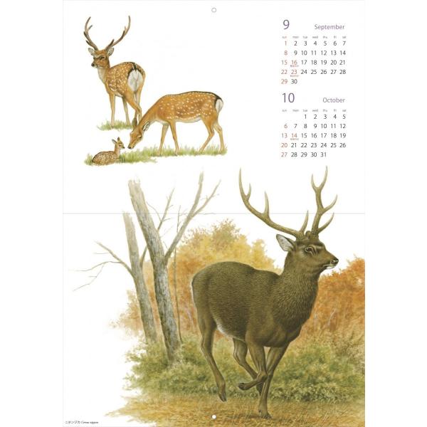 19カレンダー 日本のいきものi 薮内正幸イラストグッズ Buyee Buyee 日本の通販商品 オークションの代理入札 代理購入