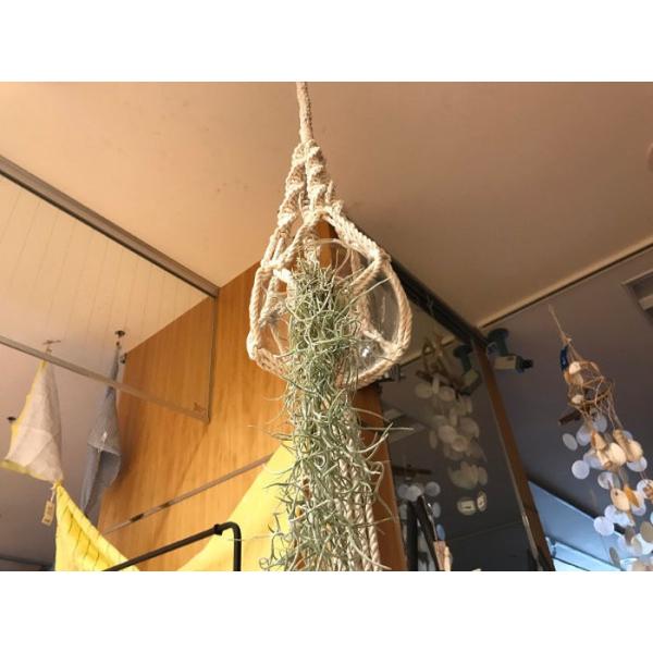 送料無料 観葉植物 自分で育てる インテリア エアープランツ エアプランツ ウスネオイデス チランジア インテリア ギフト インテリア 北欧 植物工房eps Buyee Buyee Japanese Proxy Service Buy From Japan Bot Online