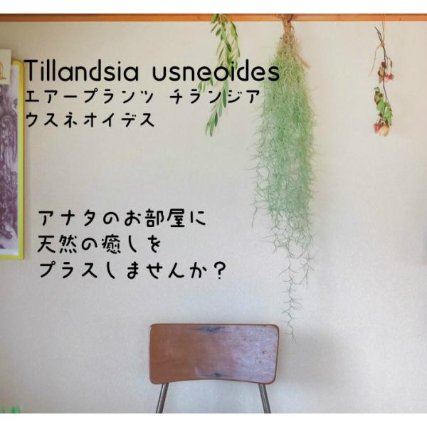送料無料 エアープランツ ウスネオイデス 2セット チランジア エアプランツ スパニッシュモス インテリア 種類 ギフト 多肉植物 ミニ インテリア 人気 北欧 Buyee Buyee 提供一站式最全面最專業現地yahoo Japan拍賣代bid代拍代購服務 Bot Online
