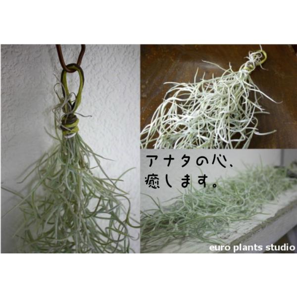 送料無料 エアープランツ ウスネオイデス 2セット チランジア エアプランツ スパニッシュモス インテリア 種類 ギフト 多肉植物 ミニ インテリア 人気 北欧 Buyee Buyee 提供一站式最全面最專業現地yahoo Japan拍賣代bid代拍代購服務 Bot Online