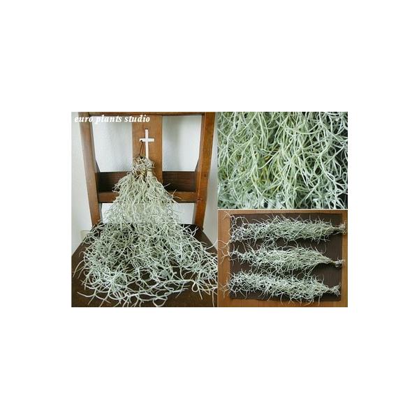 送料無料 エアープランツ エアプランツ ウスネオイデス 3セット チランジア スパニッシュモス ユーロプランツ Buyee Buyee Japanese Proxy Service Buy From Japan Bot Online