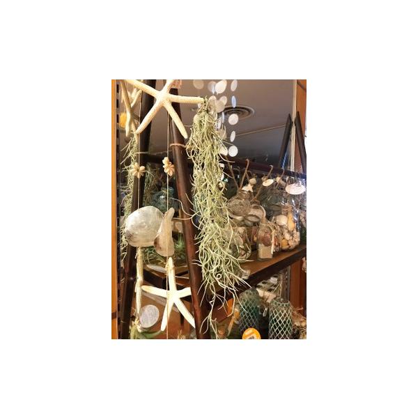 送料無料 観葉植物 エアープランツ エアプランツ ウスネオイデス 3セット チランジア スパニッシュモス インテリア ミニ インテリア 北欧 植物工房eps Buyee Buyee Japanese Proxy Service Buy From Japan Bot Online