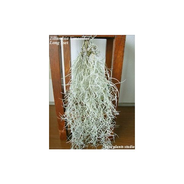 送料無料 観葉植物 エアープランツ エアプランツ ウスネオイデス 4セット チランジア スパニッシュモス インテリア ミニ インテリア 北欧 植物工房eps Buyee Buyee Japanese Proxy Service Buy From Japan Bot Online