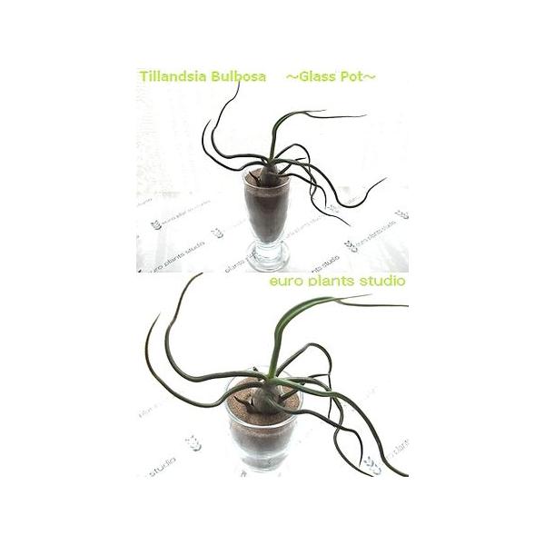 送料無料 観葉植物 おしゃれ 室内 風水 エアープラン ブルボーサ デザイン グラス チランジア 北欧 育てやすい種類 ユーロプランツ Ap 071 観葉植物 ユーロプランツスタジオ 通販 Yahoo ショッピング