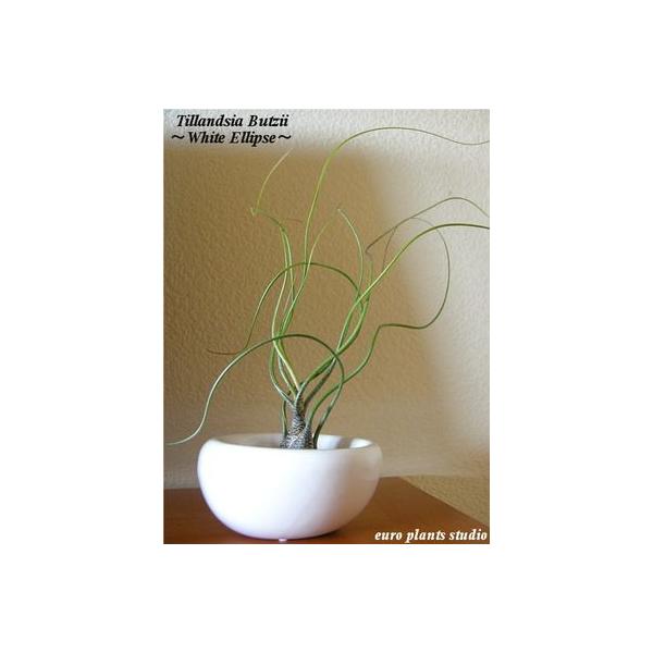 観葉植物 エアープランツ エアプランツ チランジア ブッツィ ホワイトイリプス インテリア 容器 北欧 おしゃれ 観葉植物 風水 植物工房eps Buyee Buyee Japanese Proxy Service Buy From Japan Bot Online