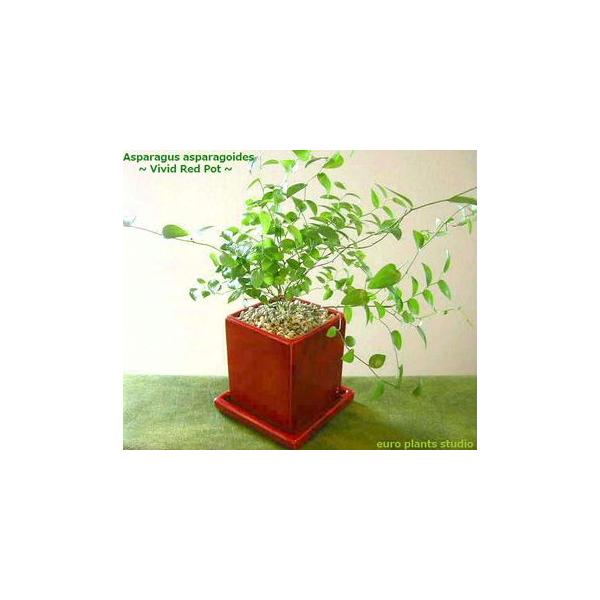 送料無料 アスパラガス スマイラックス 観葉植物 ヴィヴィッド レッドポット おしゃれ 観葉植物 風水 植物工房eps Buyee Buyee Japanese Proxy Service Buy From Japan Bot Online