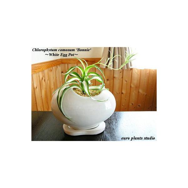 オリヅルラン ボニー ホワイトエッグポット インテリア 観葉植物 おしゃれ 鉢植え 風水 植物工房eps Buyee Buyee Japanese Proxy Service Buy From Japan Bot Online