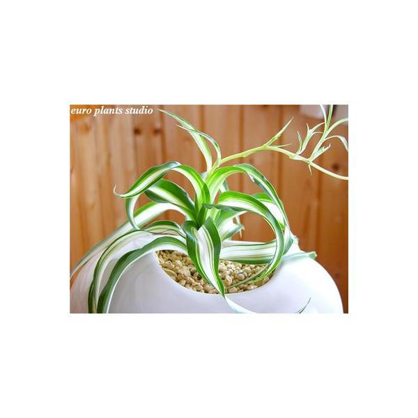 オリヅルラン ボニー ホワイトエッグポット インテリア 観葉植物 おしゃれ 鉢植え 風水 植物工房eps Buyee Buyee Japanese Proxy Service Buy From Japan Bot Online