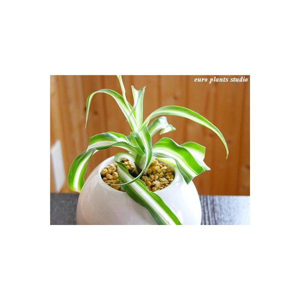 観葉植物 オリヅルラン ボニー パーフェクトサークル ホワイト インテリア おしゃれ 観葉植物 風水 植物工房eps Buyee Buyee 日本の通販商品 オークションの代理入札 代理購入