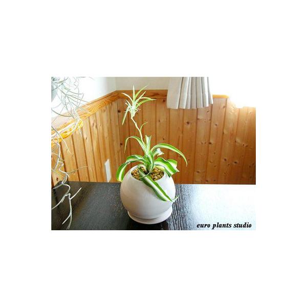 オリヅルラン ボニー 観葉植物 パーフェクトサークル ホワイト インテリア おしゃれ 観葉植物 風水 植物工房eps Buyee Servicio De Proxy Japones Buyee Compra En Japon