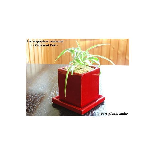 観葉植物 オリヅルランの人気商品 通販 価格比較 価格 Com