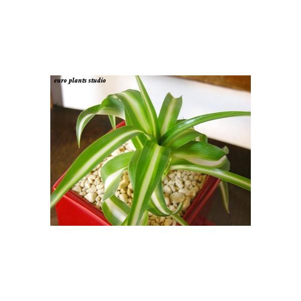 観葉植物 オリヅルラン ボニー ヴィヴィッドレッドスクエア インテリア おしゃれ 観葉植物 風水 植物工房eps Buyee Buyee Japanese Proxy Service Buy From Japan Bot Online