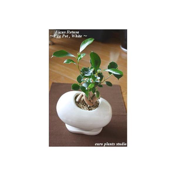 観葉植物 ガジュマル ハイドロ Diy 工具の人気商品 通販 価格比較 価格 Com