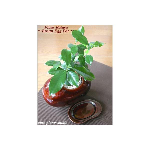 送料無料 ガジュマル 観葉植物 インテリア 鉢植え 陶器 ガジュマルの木 北欧 ブラウンエッグ おしゃれ 観葉植物 風水 ガジュマル ハイドロ 植物工房eps Buyee Buyee Japanese Proxy Service Buy From Japan Bot Online