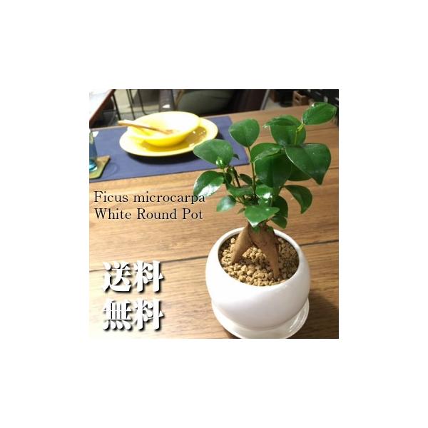 ガジュマル の 木 風水 ガジュマルは幸せを呼ぶ観葉植物 種類と育て方 風水についてご紹介 Stg Origin Aegpresents Com
