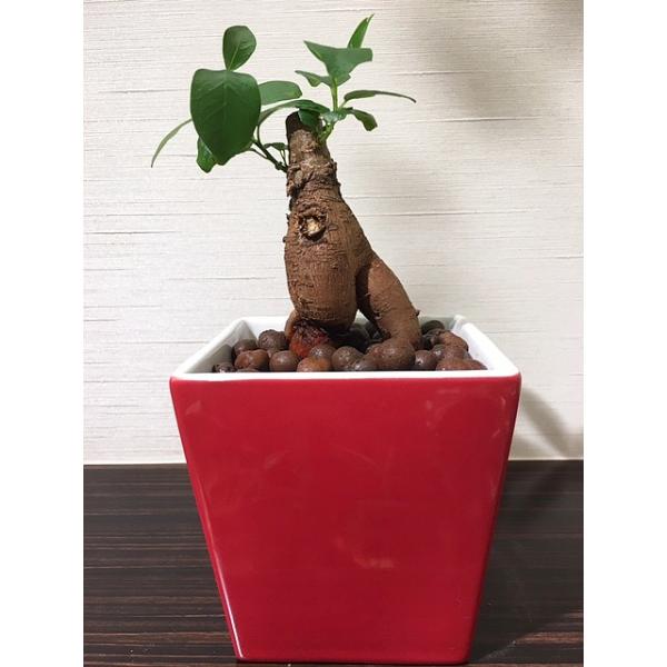 送料無料 ガジュマル ハイドロカルチャー おしゃれ 観葉植物 インテリア ガジュマルの木 多幸の木 風水 北欧 レッドスクエアポット 植物工房eps Ga 607 観葉植物 ユーロプランツスタジオ 通販 Yahoo ショッピング