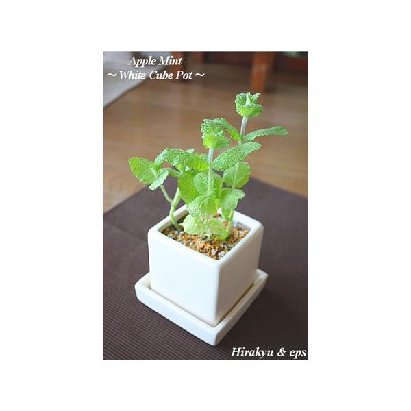 ミント 鉢植えの人気商品 通販 価格比較 価格 Com