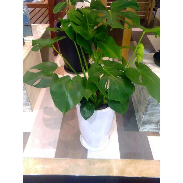 観葉植物 モンステラ 8号 陶器 鉢植え インテリア おしゃれ 観葉植物 風水 植物工房eps Buyee Servicio De Proxy Japones Buyee Compra En Japon
