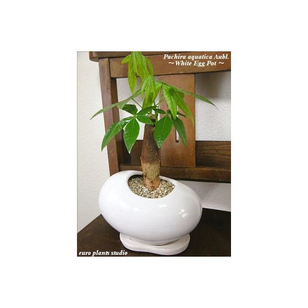 送料無料 パキラ 観葉植物 鉢植え インテリア 北欧 陶器 風水 ホワイトエッグポット 観葉植物 おしゃれ 観葉植物 風水 植物工房eps Buyee Servis Zakupok Tretim Licom Buyee Pokupajte V Yaponii
