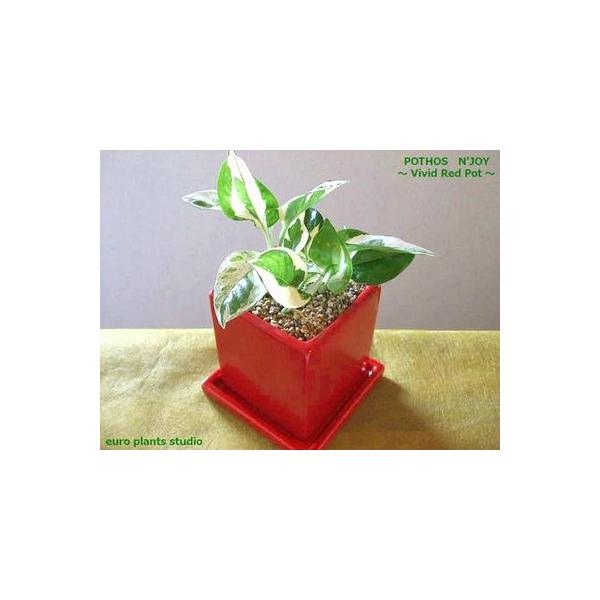 送料無料 ポトス エンジョイ 観葉植物 風水 鉢植え インテリア ポトス 北欧 ホワイト モダンスクエア ヴィヴィッドレッドポット 植物工房eps Pe 003 観葉植物 ユーロプランツスタジオ 通販 Yahoo ショッピング