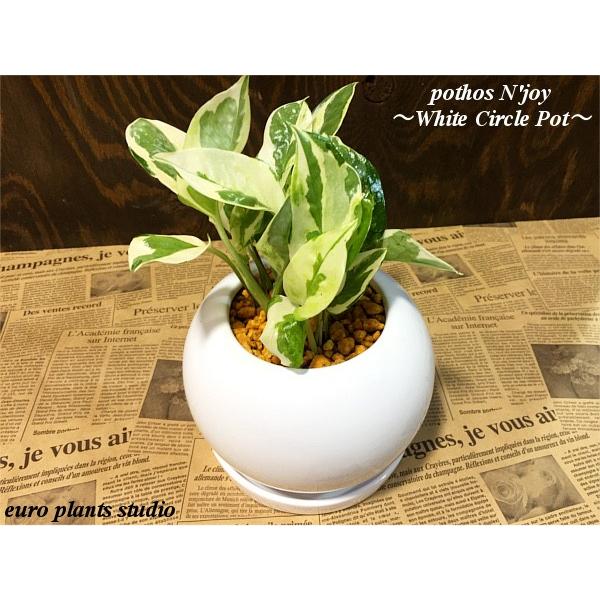 送料無料 ポトス エンジョイ 観葉植物 風水 鉢植え インテリア ポトス 北欧 ホワイトサークル おしゃれ 観葉植物 風水 植物工房eps Buyee Buyee 日本の通販商品 オークションの代理入札 代理購入