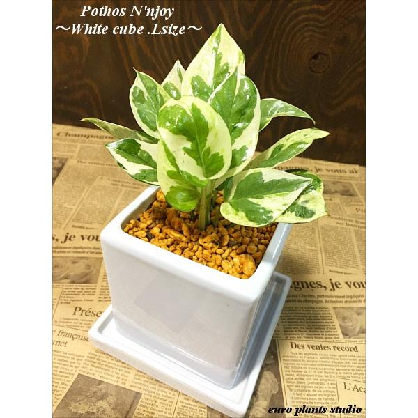 送料無料 ポトス エンジョイ 観葉植物 風水 鉢植え インテリア ポトス 北欧 ホワイトキューブ Lサイズ 植物工房eps Buyee Buyee 日本の通販商品 オークションの代理入札 代理購入