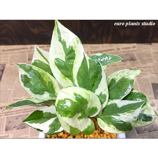 送料無料 ポトス エンジョイ 観葉植物 鉢植え インテリア ポトス 風水 北欧 ホワイトキューブ Lサイズ 植物工房eps Buyee Buyee Japanese Proxy Service Buy From Japan Bot Online