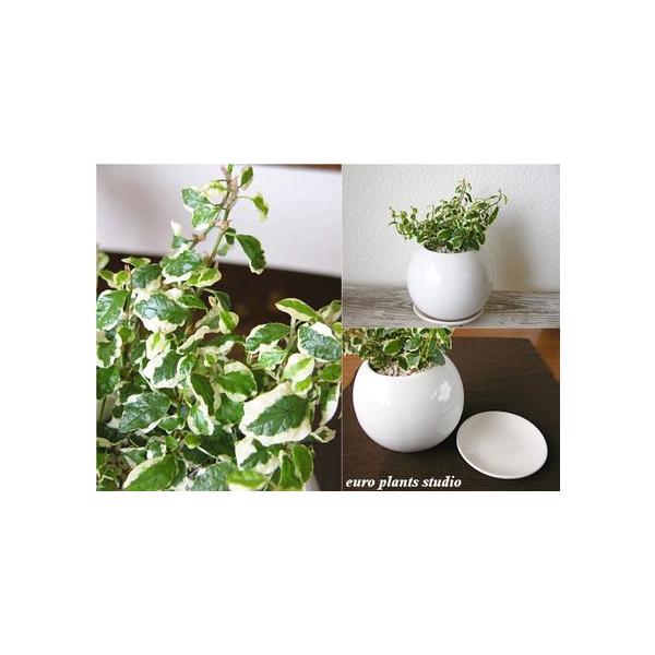 送料無料 フィカス プミラ 観葉植物 インテリア 北欧 鉢植え 陶器 サークルホワイト おしゃれ 観葉植物 風水 植物工房eps Buyee Buyee Japanese Proxy Service Buy From Japan Bot Online
