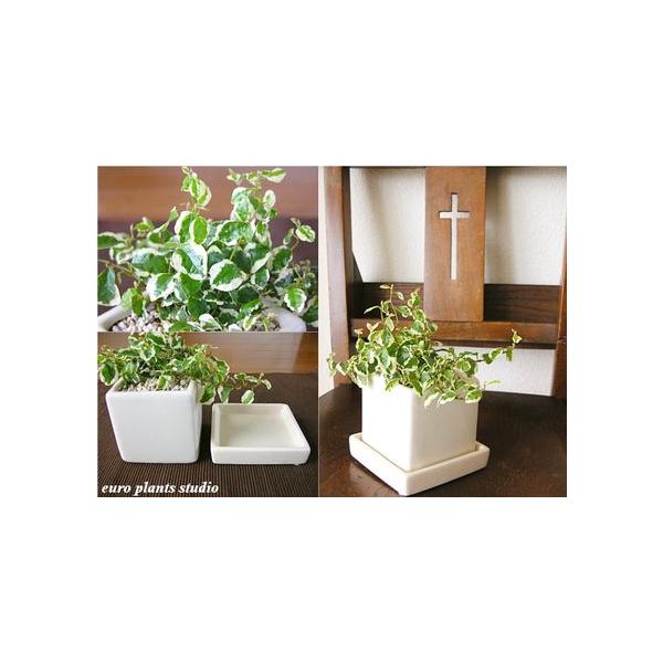 送料無料 フィカス プミラ 観葉植物 インテリア 北欧 鉢植え 陶器 ホワイト キューブポット おしゃれ 観葉植物 風水 植物工房eps Buyee Buyee Japanese Proxy Service Buy From Japan Bot Online