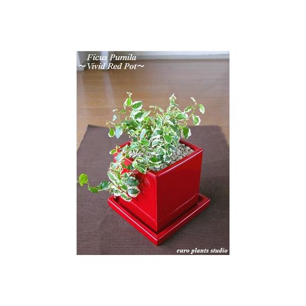 送料無料 フィカス プミラ 観葉植物 インテリア 北欧 鉢植え 陶器 ヴィヴィッドレッドポット おしゃれ 観葉植物 風水 植物工房eps Buyee Buyee บร การต วกลางจากญ ป น ซ อจากประเทศญ ป น
