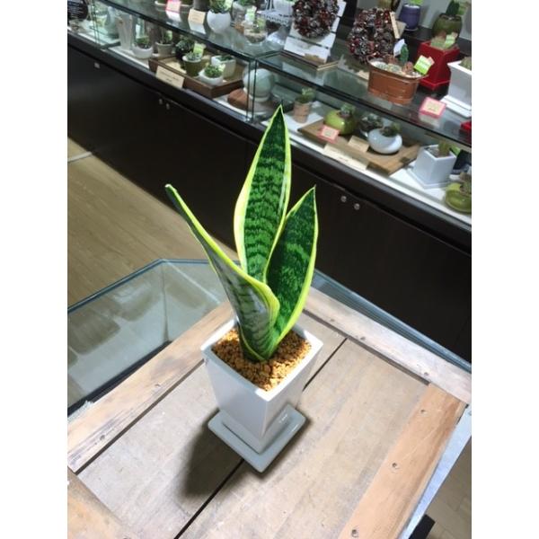 送料無料 サンセベリア ローレンティー 観葉植物 サンスベリア 鉢植え インテリア マイナスイオン 北欧 ホワイトトール Buyee Buyee Japanese Proxy Service Buy From Japan Bot Online