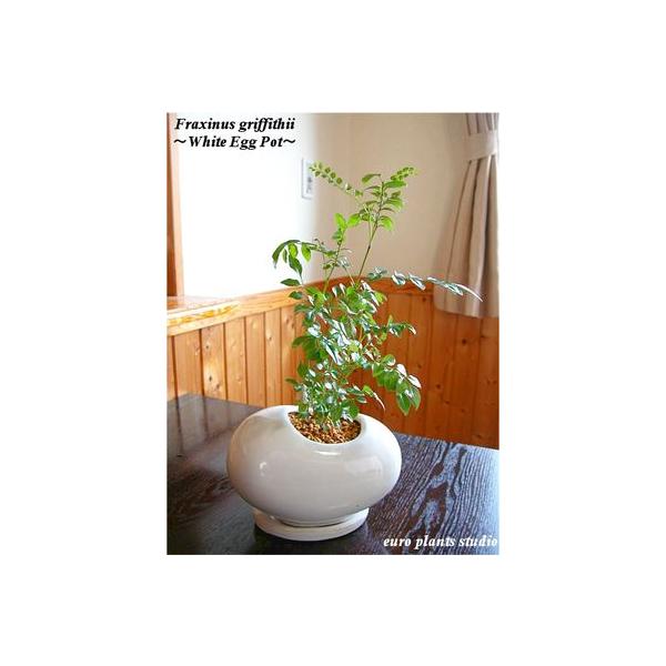 シマトネリコ おしゃれの人気商品 通販 価格比較 価格 Com