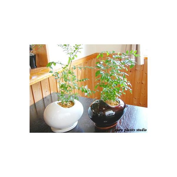 シマトネリコ 室内 観葉植物の人気商品 通販 価格比較 価格 Com