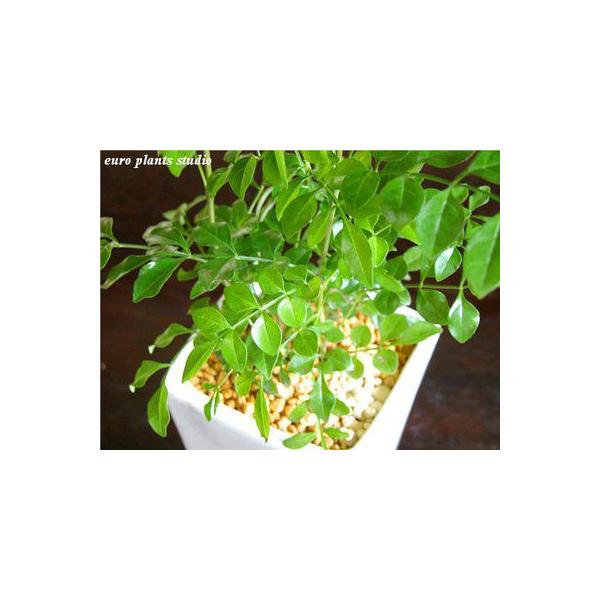 シマトネリコ 風水 紫陽花の風水まとめ 玄関や庭に植えてはいけない 方角が大切