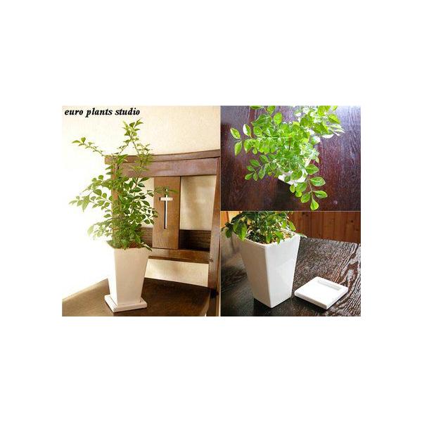 送料無料 シマトネリコ 観葉植物 インテリア 鉢植え 陶器 北欧 記念日 ホワイトトールスクエア おしゃれ 観葉植物 風水 植物工房eps Buyee Buyee Japanese Proxy Service Buy From Japan Bot Online