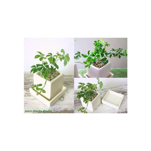 観葉植物 シュガーバイン 風水 鉢植え 陶器 キューブ ミニ 白 インテリア おしゃれ 観葉植物 風水 植物工房eps Buyee Buyee 日本の通販商品 オークションの代理入札 代理購入