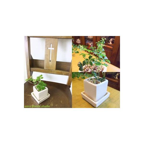 観葉植物 シュガーバイン 風水 鉢植え 陶器 キューブ ミニ 白 インテリア おしゃれ 観葉植物 風水 植物工房eps Buyee Buyee 日本の通販商品 オークションの代理入札 代理購入