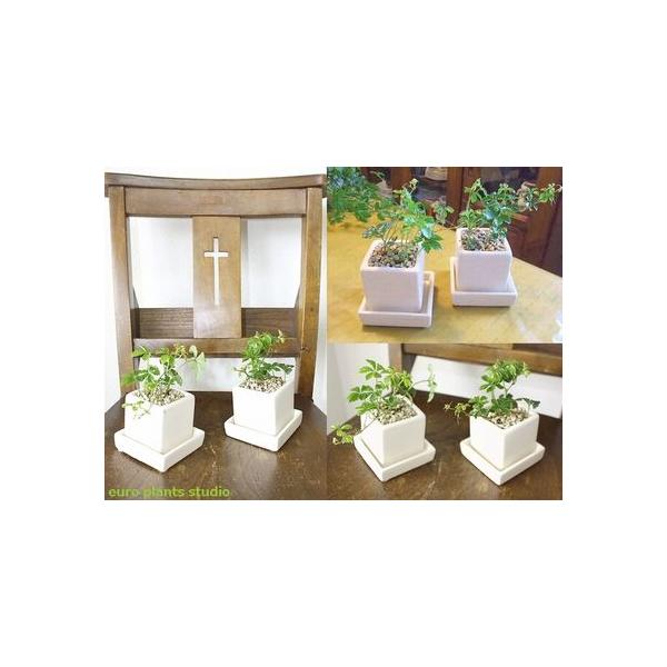 観葉植物 シュガーバイン 風水 鉢植え 陶器 キューブ 白 お得2セット おしゃれ 観葉植物 風水 植物工房eps Buyee Buyee Japanese Proxy Service Buy From Japan Bot Online