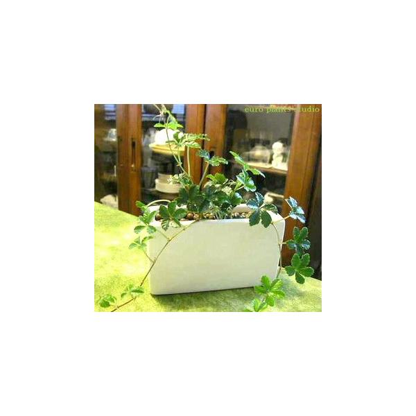 観葉植物 シュガーバイン 風水 ホワイト ワイド ハイドロカルチャー インテリア おしゃれ 観葉植物 風水 植物工房eps Buyee Buyee Japanese Proxy Service Buy From Japan Bot Online