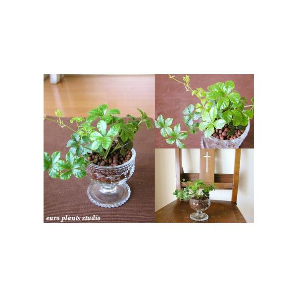 シュガーバイン シャンデリア グラス ハイドロカルチャー インテリア 観葉植物 おしゃれ 鉢植え 風水 植物工房eps Buyee 日本代购平台 产品购物网站大全 Buyee一站式代购 Bot Online