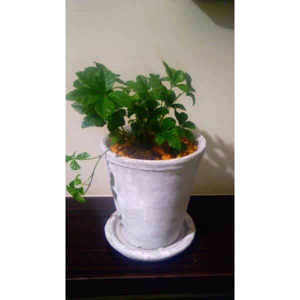シュガーバイン 観葉植物 インテリア ナチュラルホワイトポット 観葉植物 おしゃれ 観葉植物 風水 植物工房eps Buyee Buyee 提供一站式最全面最專業現地yahoo Japan拍賣代bid代拍代購服務 Bot Online