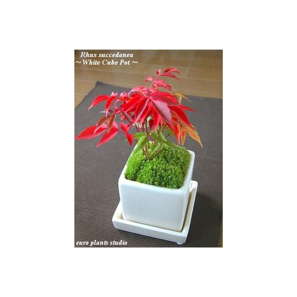 盆栽 ハゼの木 ホワイト キューブ 喜縁 和風 モダン 観葉植物 おしゃれ 鉢植え 風水 植物工房eps Buyee Buyee Japanese Proxy Service Buy From Japan Bot Online
