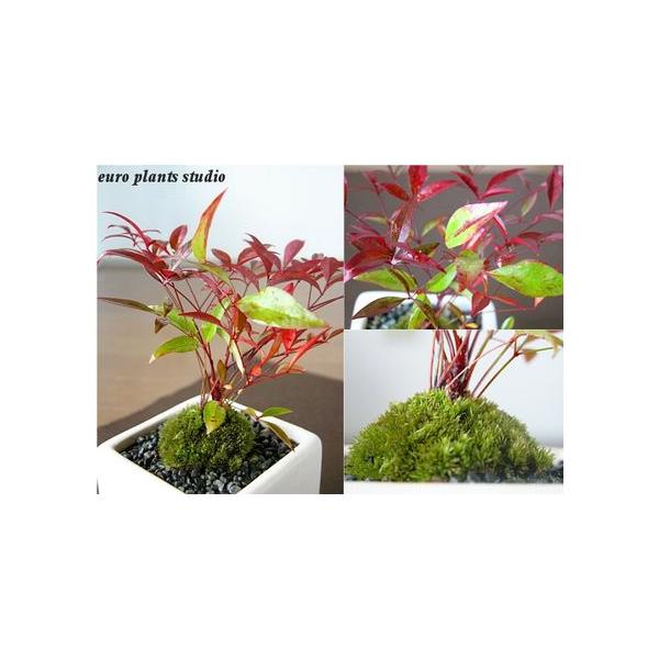 逆さまに 上昇 軽減 南天 鉢植え 室内 僕の 三角 強制的