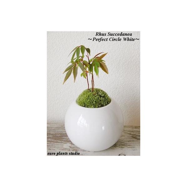 盆栽 ハゼの木 白 丸 陶器 雅樂 和風 モダン おしゃれ 観葉植物 風水 植物工房eps Buyee 日本代购平台 产品购物网站大全 Buyee一站式代购 Bot Online