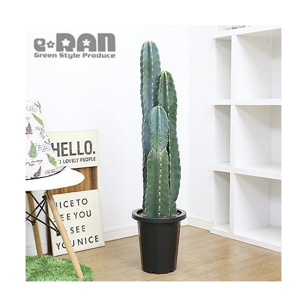 安い柱サボテンの通販商品を比較 ショッピング情報のオークファン