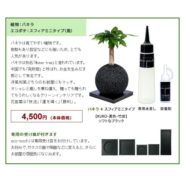エコポチ Origin パキラ スフィアミニ 栄養剤 水さしセット Eco Pochi オリジン W Z Green Buyee Buyee Japanese Proxy Service Buy From Japan Bot Online