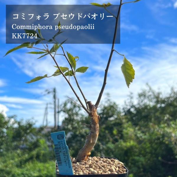 最終値下げ！コミフォラプセウドパオリー
