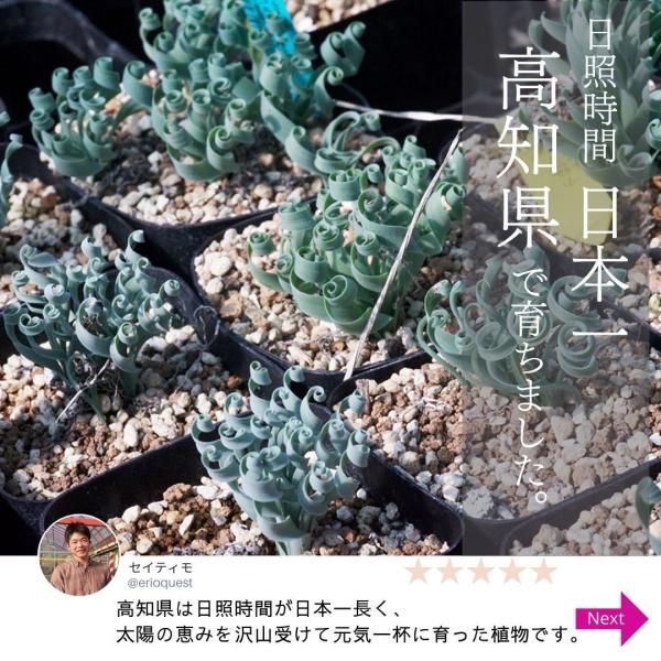 アルブカ コンコルディアナ Albuca Concordiana Eq148 Buyee Buyee 日本の通販商品 オークションの代理入札 代理購入