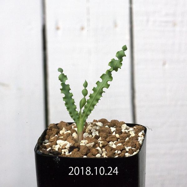 トリトニア クリスパ Tritonia Crispa 花 アヤメ 球根 南アフリカ 実生 Buyee Buyee Japanese Proxy Service Buy From Japan Bot Online