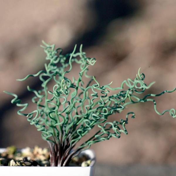 ブルビネ トルタ Bulbine Torta 多肉植物 種類 育て方 メセン 女仙 Buyee Buyee Japanese Proxy Service Buy From Japan Bot Online